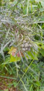 Click to view this image in a large viewer