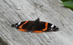 Click to view this image in a large viewer