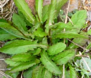 Click to view this image in a large viewer