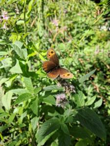 Click to view this image in a large viewer