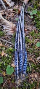 Click to view this image in a large viewer