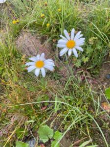 Click to view this image in a large viewer