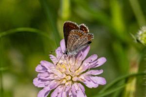 Click to view this image in a large viewer