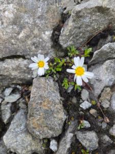 Click to view this image in a large viewer