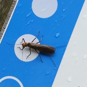 Click to view this image in a large viewer