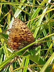 Click to view this image in a large viewer