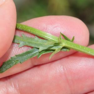 Click to view this image in a large viewer