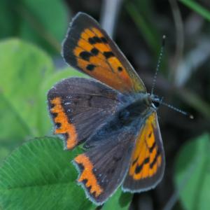 Click to view this image in a large viewer