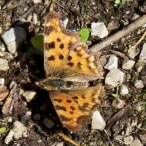 Click to view this image in a large viewer