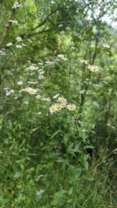 Click to view this image in a large viewer