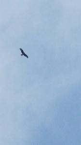 Click to view this image in a large viewer