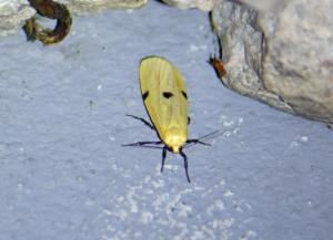 Click to view this image in a large viewer