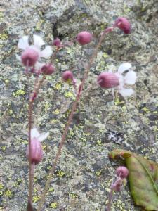 Click to view this image in a large viewer