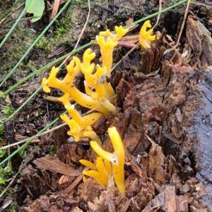 Click to view this image in a large viewer