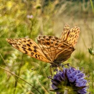 Click to view this image in a large viewer