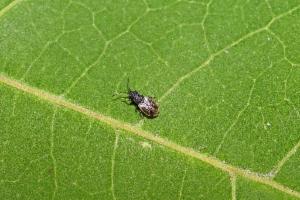 Click to view this image in a large viewer