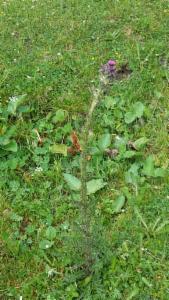 Click to view this image in a large viewer