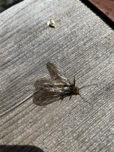 Click to view this image in a large viewer