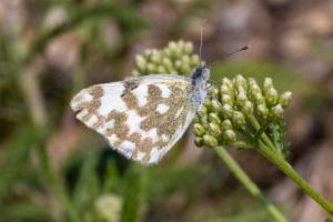 Click to view this image in a large viewer