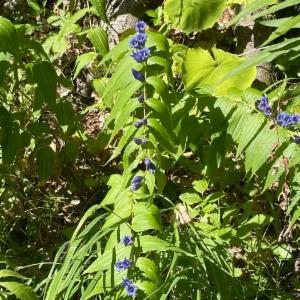 Click to view this image in a large viewer