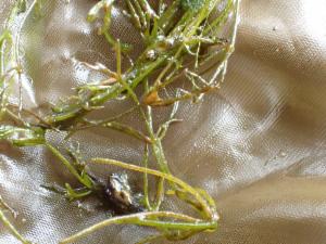 Click to view this image in a large viewer