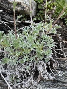 Click to view this image in a large viewer