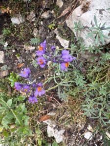 Click to view this image in a large viewer