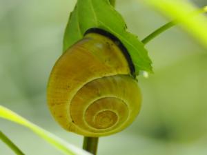 Click to view this image in a large viewer