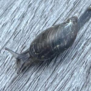 Click to view this image in a large viewer