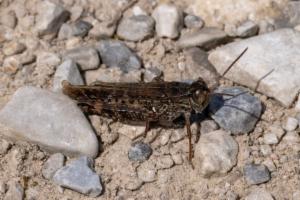 Click to view this image in a large viewer