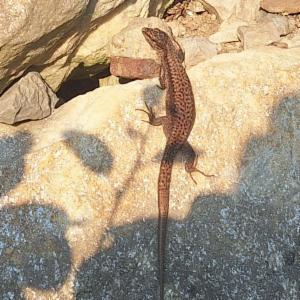 Click to view this image in a large viewer