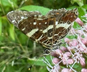 Click to view this image in a large viewer