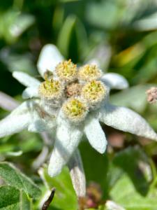 Click to view this image in a large viewer