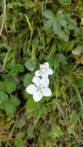 Click to view this image in a large viewer