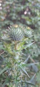 Click to view this image in a large viewer