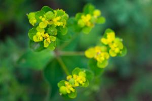 Click to view this image in a large viewer