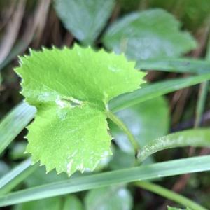 Click to view this image in a large viewer