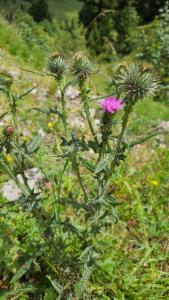 Click to view this image in a large viewer