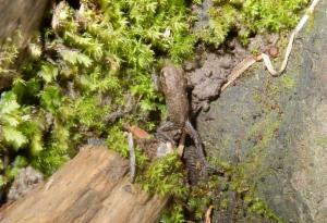 Click to view this image in a large viewer