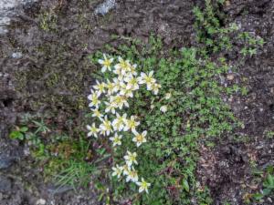 Click to view this image in a large viewer