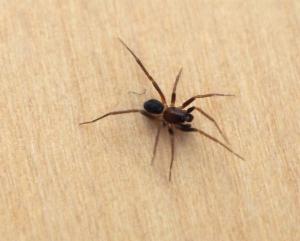 Click to view this image in a large viewer