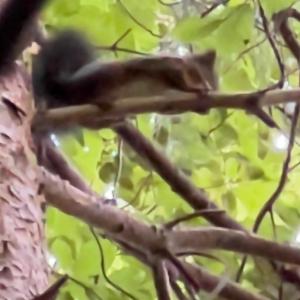 Click to view this image in a large viewer