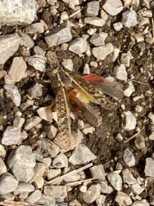 Click to view this image in a large viewer