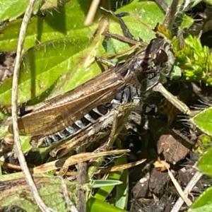 Click to view this image in a large viewer