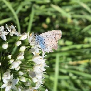 Click to view this image in a large viewer