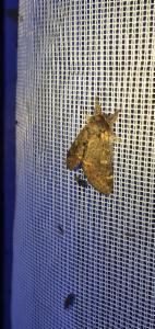 Click to view this image in a large viewer