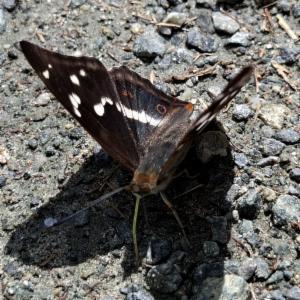 Click to view this image in a large viewer