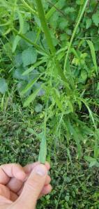 Click to view this image in a large viewer