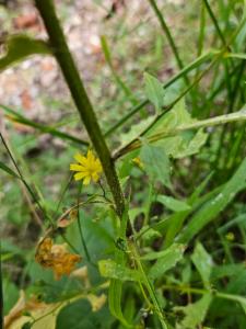 Click to view this image in a large viewer