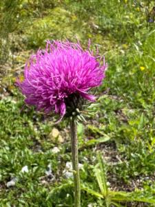 Click to view this image in a large viewer